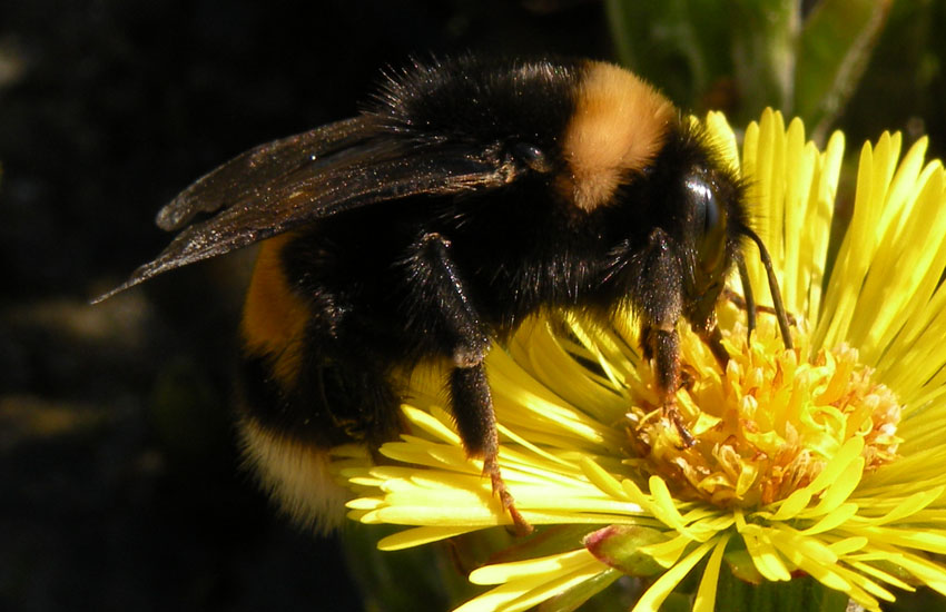 Bombus gruppo terrestris